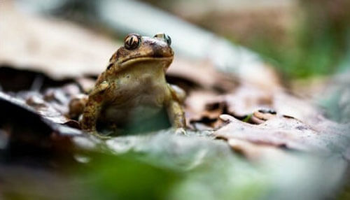 фотографии жаб и лягушек