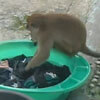обезьяна помогает со стиркой