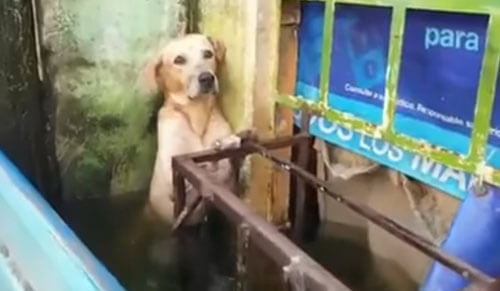 пёс пострадал от наводнения