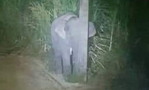 слонёнок спрятался за столбом