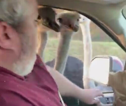 страус укусил мужчину за палец