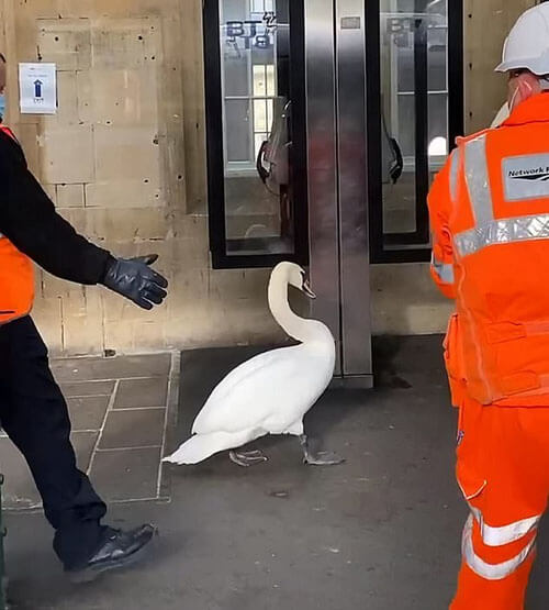 лебедей прогнали со станции
