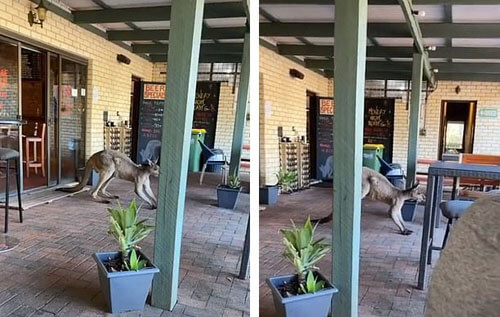 кенгуру пришёл в паб ради закуски