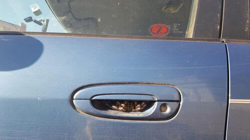 паук под дверной ручкой машины