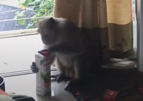 обезьяна украла апельсиновый сок