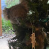 коала на праздничной ёлке
