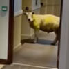 овца в отеле ждёт лифт