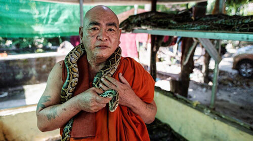 монах создал приют для змей