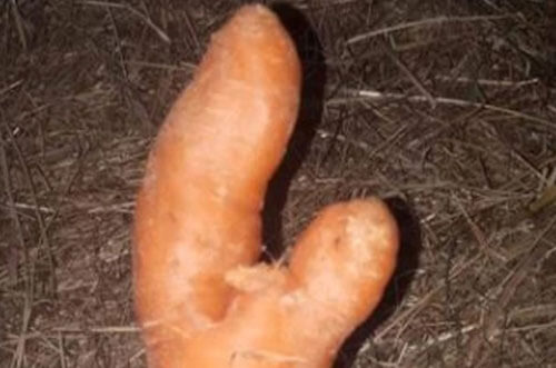 продажа неприличной морковки