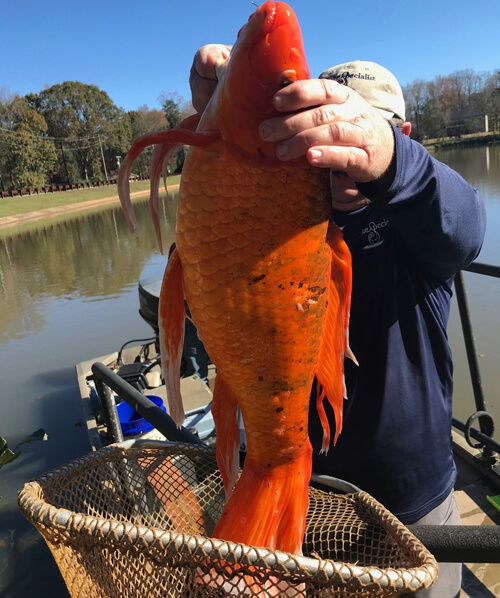 гигантская золотая рыбка в озере