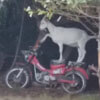 коза влезла на мотоцикл