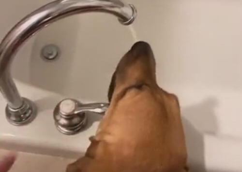 пёс пьёт воду из-под крана