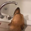 пёс пьёт воду из-под крана