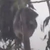 коала спит на качающемся дереве