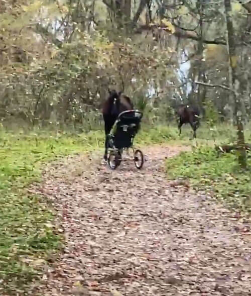 лошади украли детскую коляску