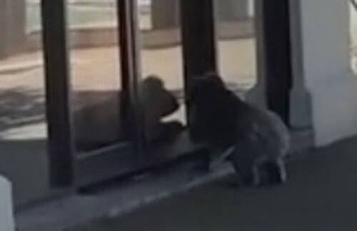 коала хочет попасть в магазин