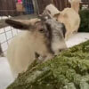 праздничные ёлки для коз