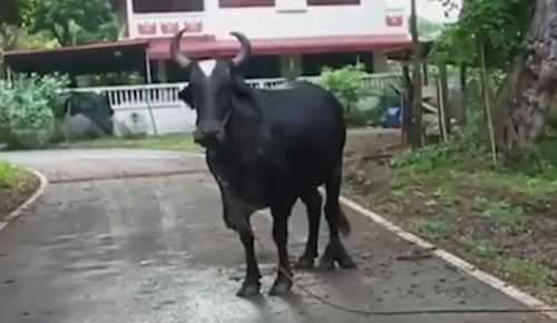 корова с пятью копытами