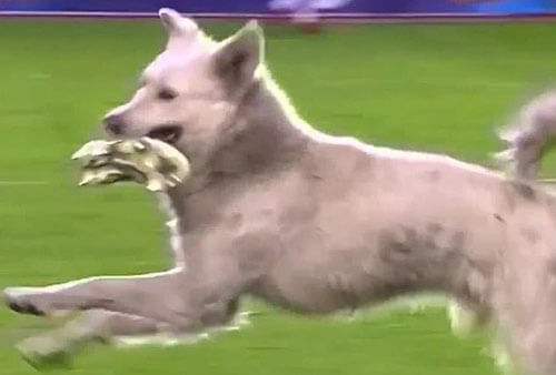 собака прервала футбольный матч