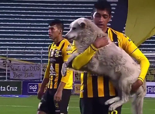 собака прервала футбольный матч
