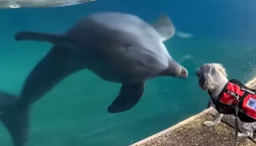 собака знакомится с дельфинами