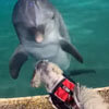 собака знакомится с дельфинами