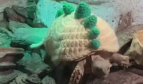 черепахам связали свитеры