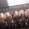 свиньи объединились ради побега