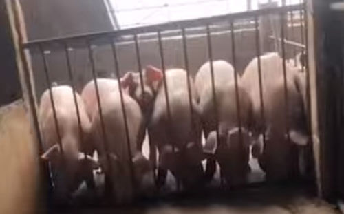 свиньи объединились ради побега