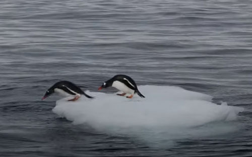 пингвины не поделили лёд