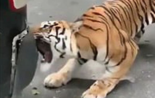 тигр отрывает бампер