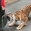 тигр отрывает бампер