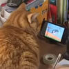 кошка смотрит мультфильмы