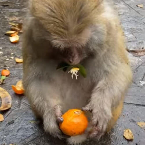 обезьяна любит мандарины