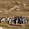 две компании пингвинов беседуют