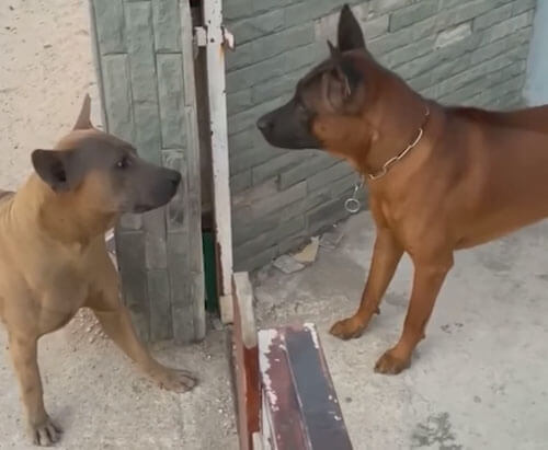собаки ругаются через забор