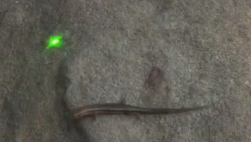 ящерица играет с лазерной указкой