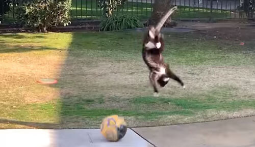 ниндзя-кот играет в футбол