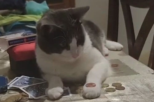 кот освоил трюк с монеткой