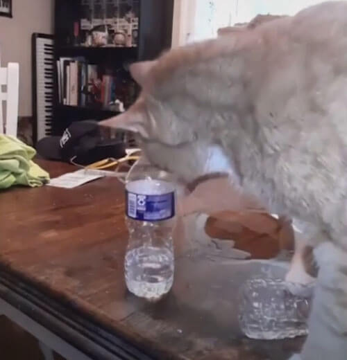 кот опрокинул все бутылки