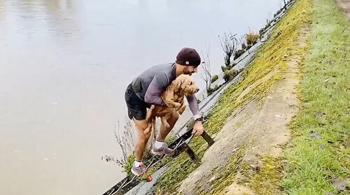 пёс свалился в реку и был спасён