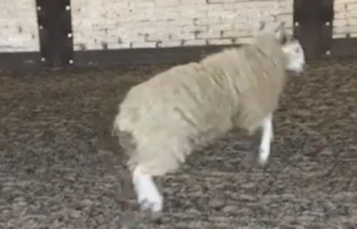 овца осваивает танцы