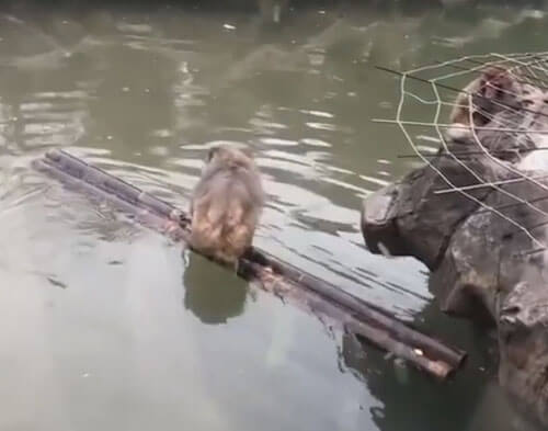 необычная лодка для обезьяны