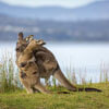 мама-кенгуру обнимает детёныша