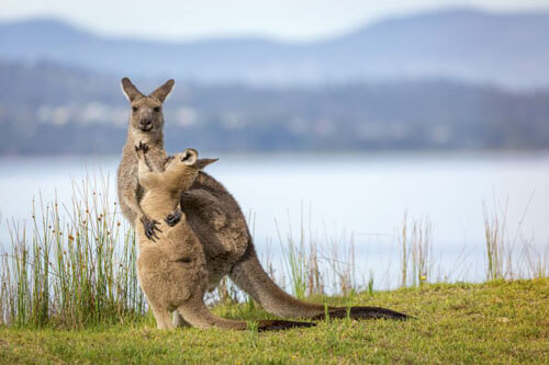 мама-кенгуру обнимает детёныша