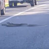 объевшаяся змея на дороге