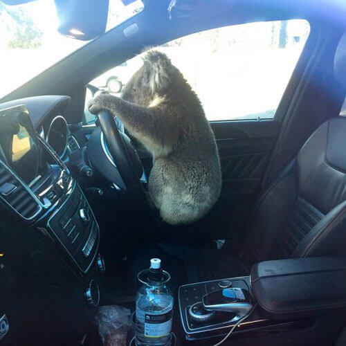 коала за рулём внедорожника