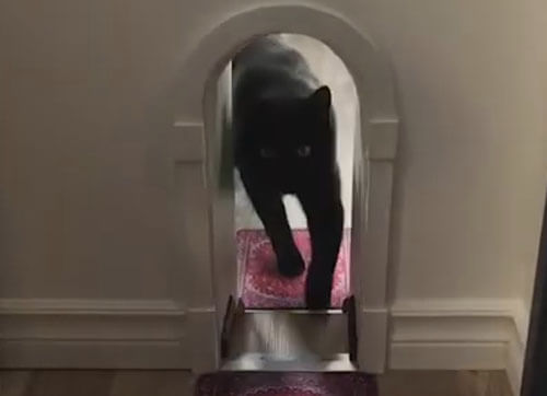 дверные проёмы для кошек