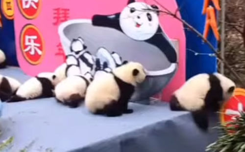 цепная реакция падающих панд