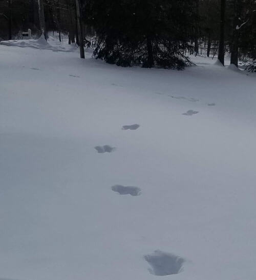 бигфут оставил следы в снегу